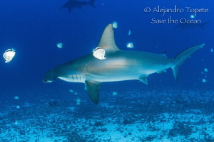 Hammerhead with cleaners, Galapagos Ecuador by Alejandro Topete 